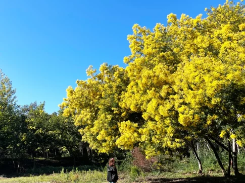 Balade mimosas Le Lavandou